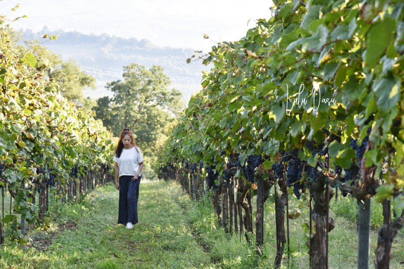 義大利｜托斯卡尼超美的葡萄酒莊酒店。Altarocca Wine Resort