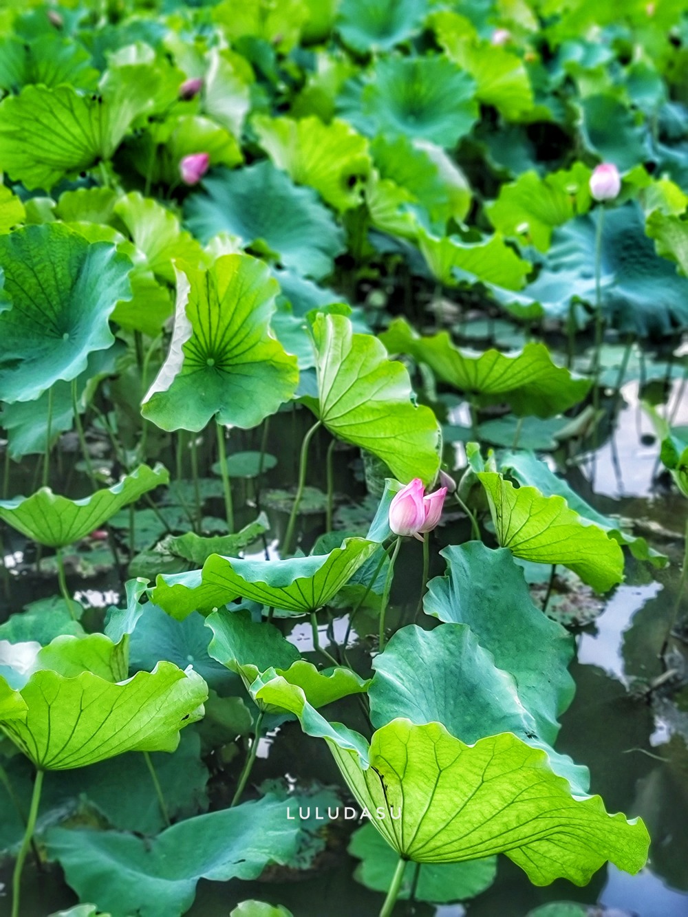 杭州日記｜用行動力開啟六月：西湖夏荷之美、穿越千年體驗劇本殺、開始尋找適合的工作