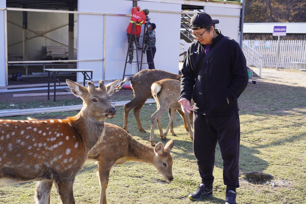 黑龍江伊春推薦景點｜小興安嶺賞秋之旅：金山鹿苑半日遊門票資訊＆自駕交通指南～到伊春餵小鹿啦