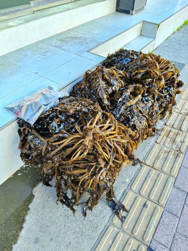 釜山廣安里美食|All Sunday Gwangan熱門貝果店:早晨的海邊瀰漫麵包與咖啡香 釜山廣安里美食|All Sunday Gwangan熱門貝果店:早晨的海邊瀰漫麵包與咖啡香