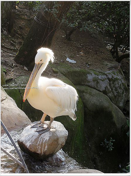 【廈‧一年的旅行】廈門 鼓浪嶼琴園百鳥園‧名產黄胜记肉乾人潮好洶湧!! @LULUDASU 繽紛真實