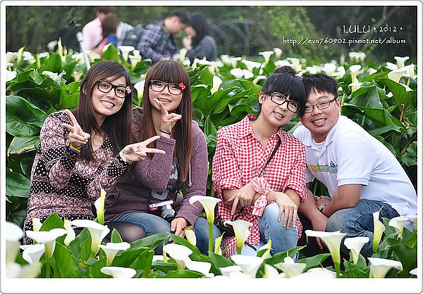 【陽明山】2012海芋季‧牛奶湖‧擎天崗‧竹子湖 @LULUDASU 繽紛真實